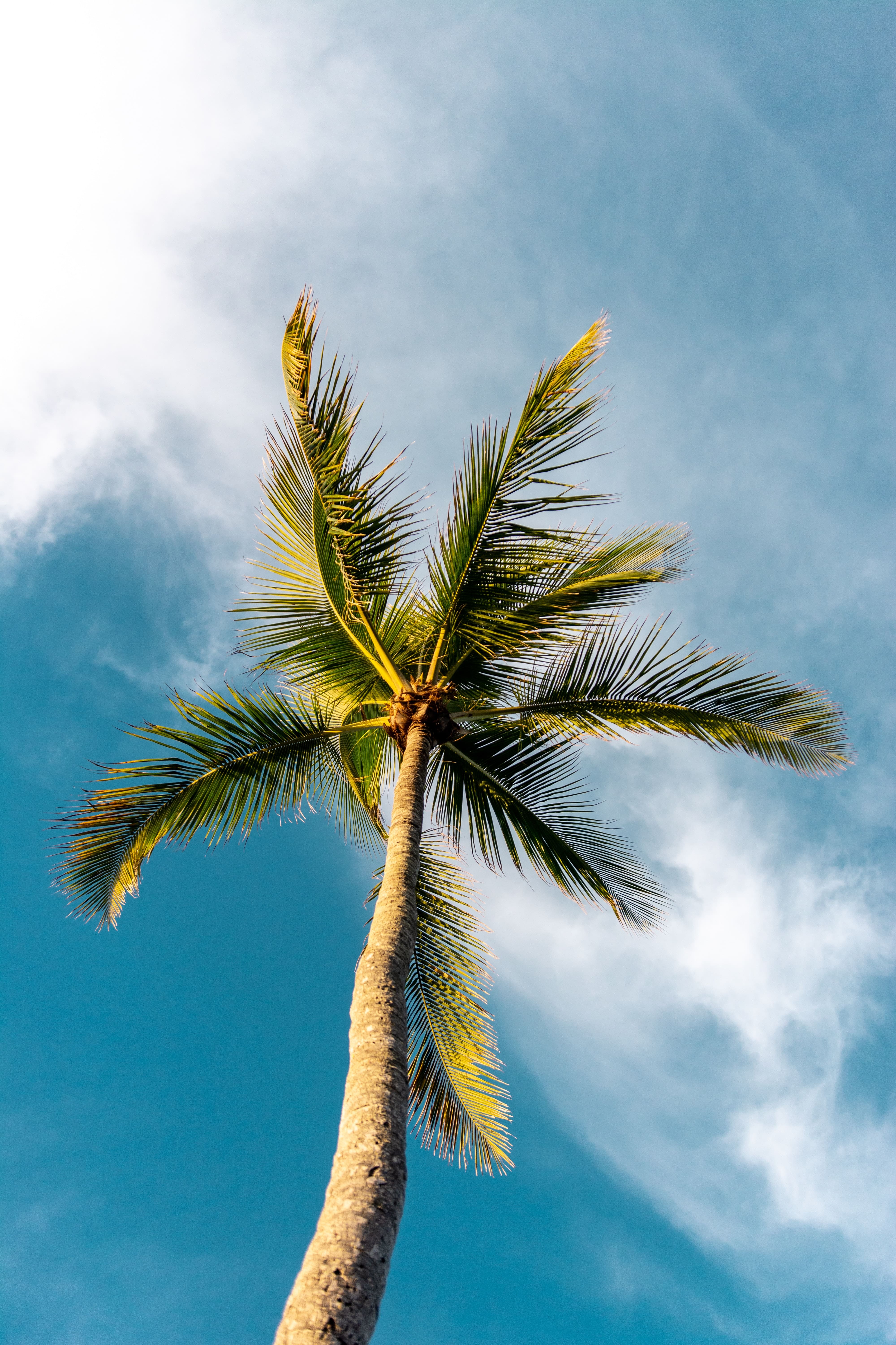Kokosnussbaum mit Wolken