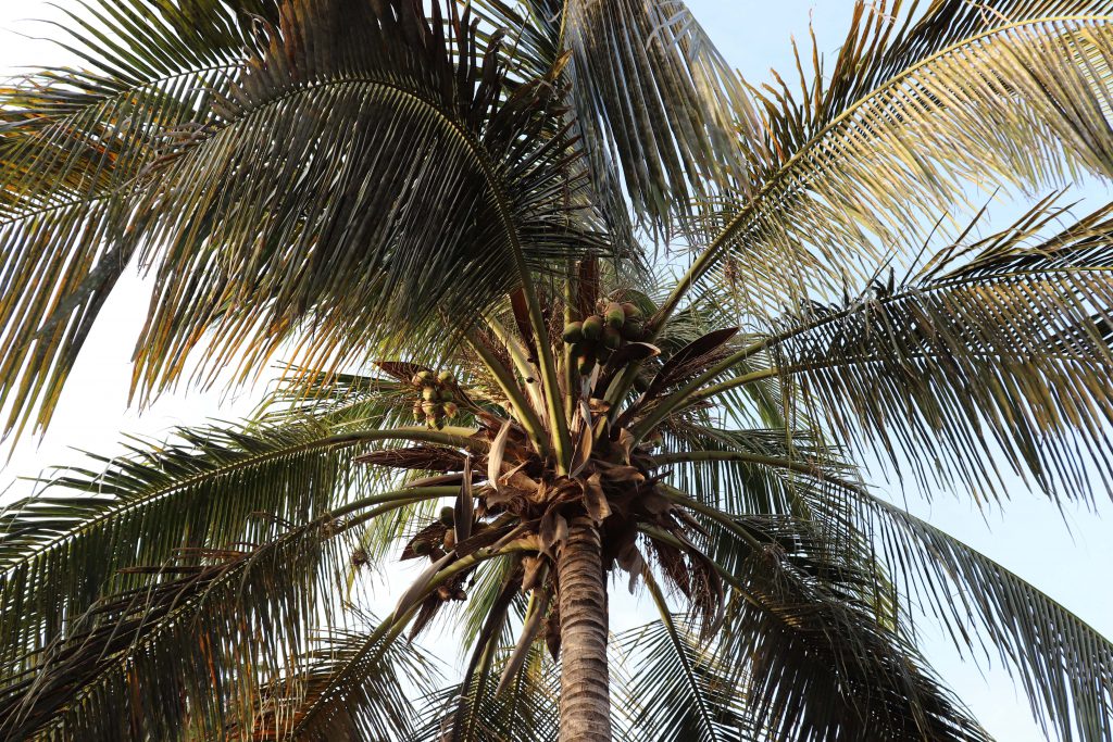 Kokosnussbaum