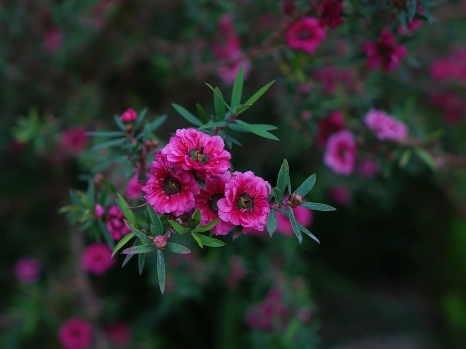 Manuka Blüten