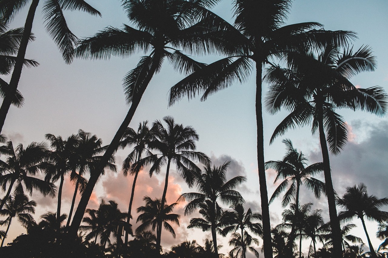 Kokosnuss Palmen