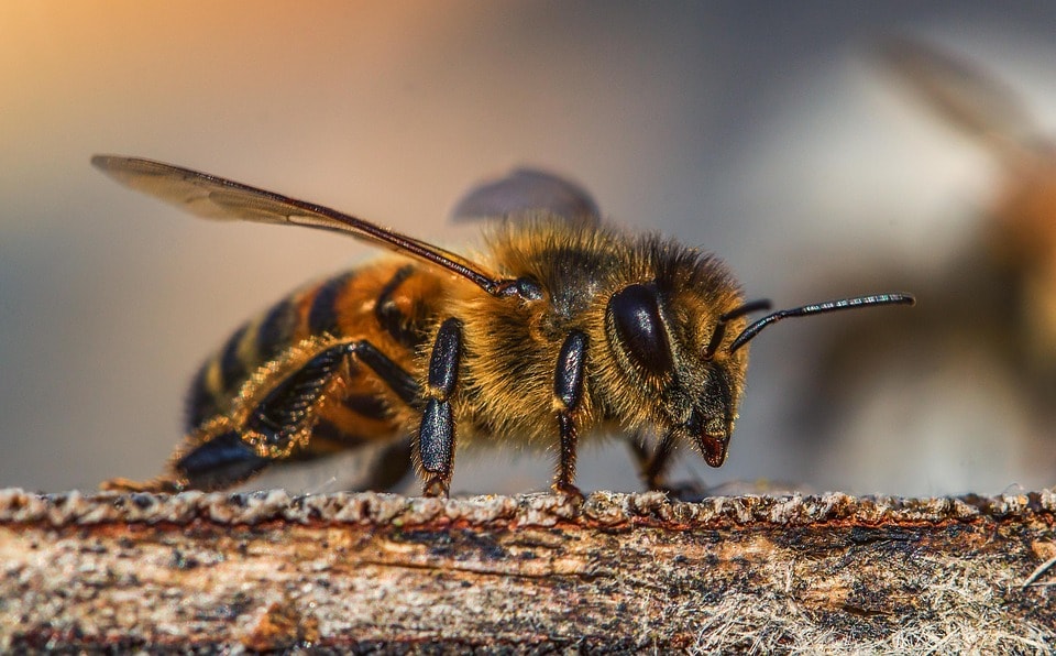 Biene auf Holz