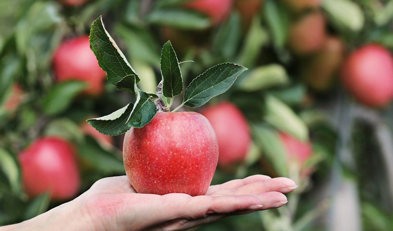 Apfel in der Hand