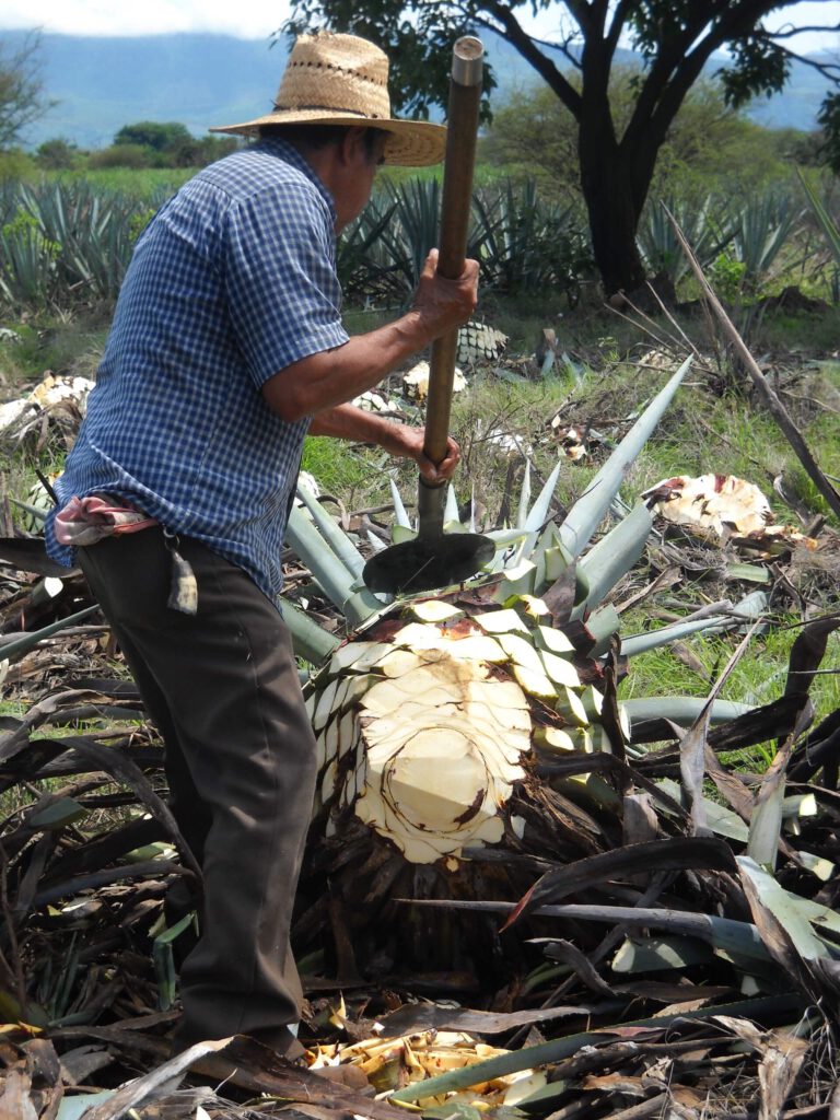 Agave, Herstellung von Inulin